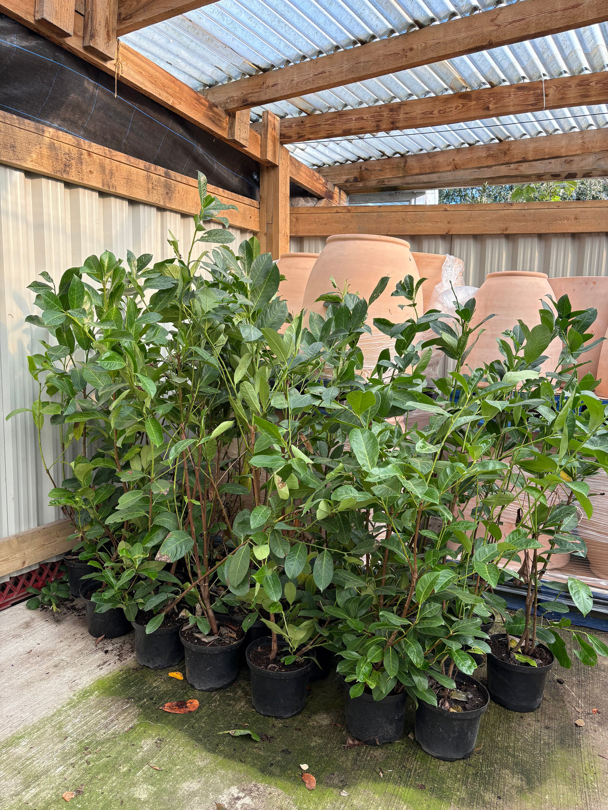 Clearance: A pallet of 50 x 4ft Cherry Laurels (SOLD AS SEEN)