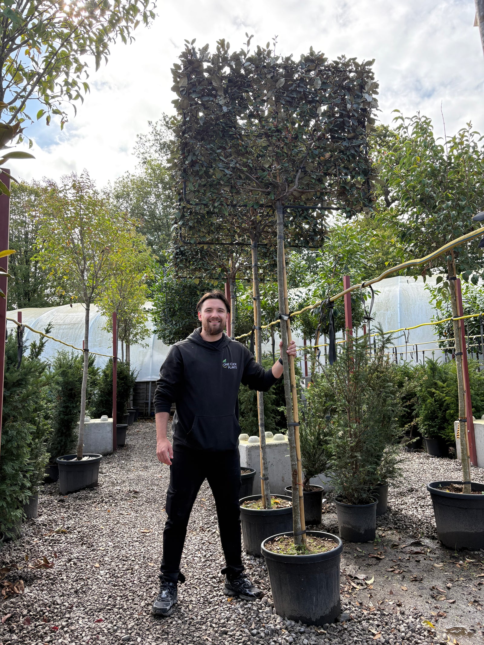 Elaeagnus x ebbingei Compacta PLEACHED