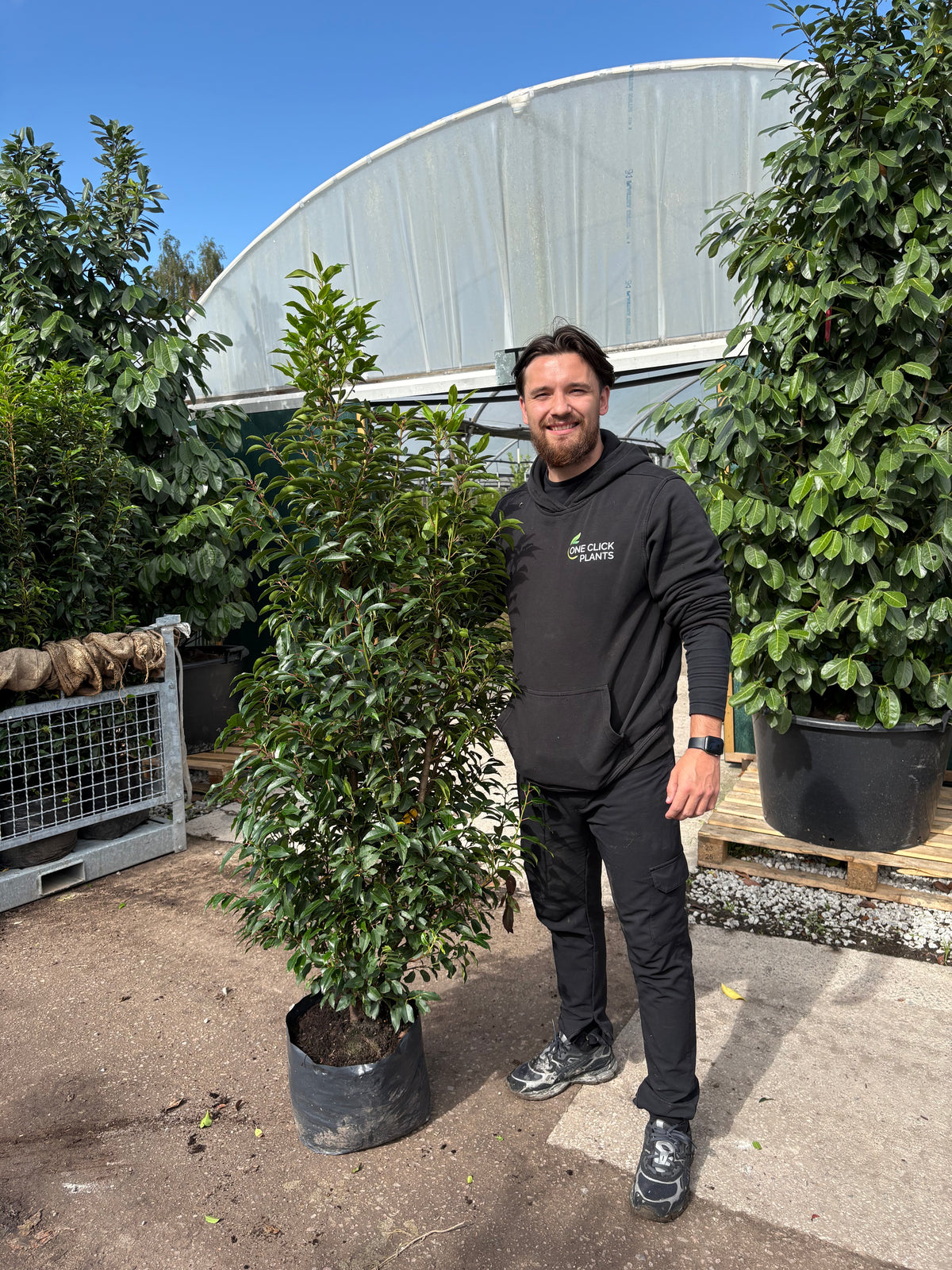 6ft Portuguese Laurel | Prunus lauroceras 'Angustifolia' 20L 150-180cm