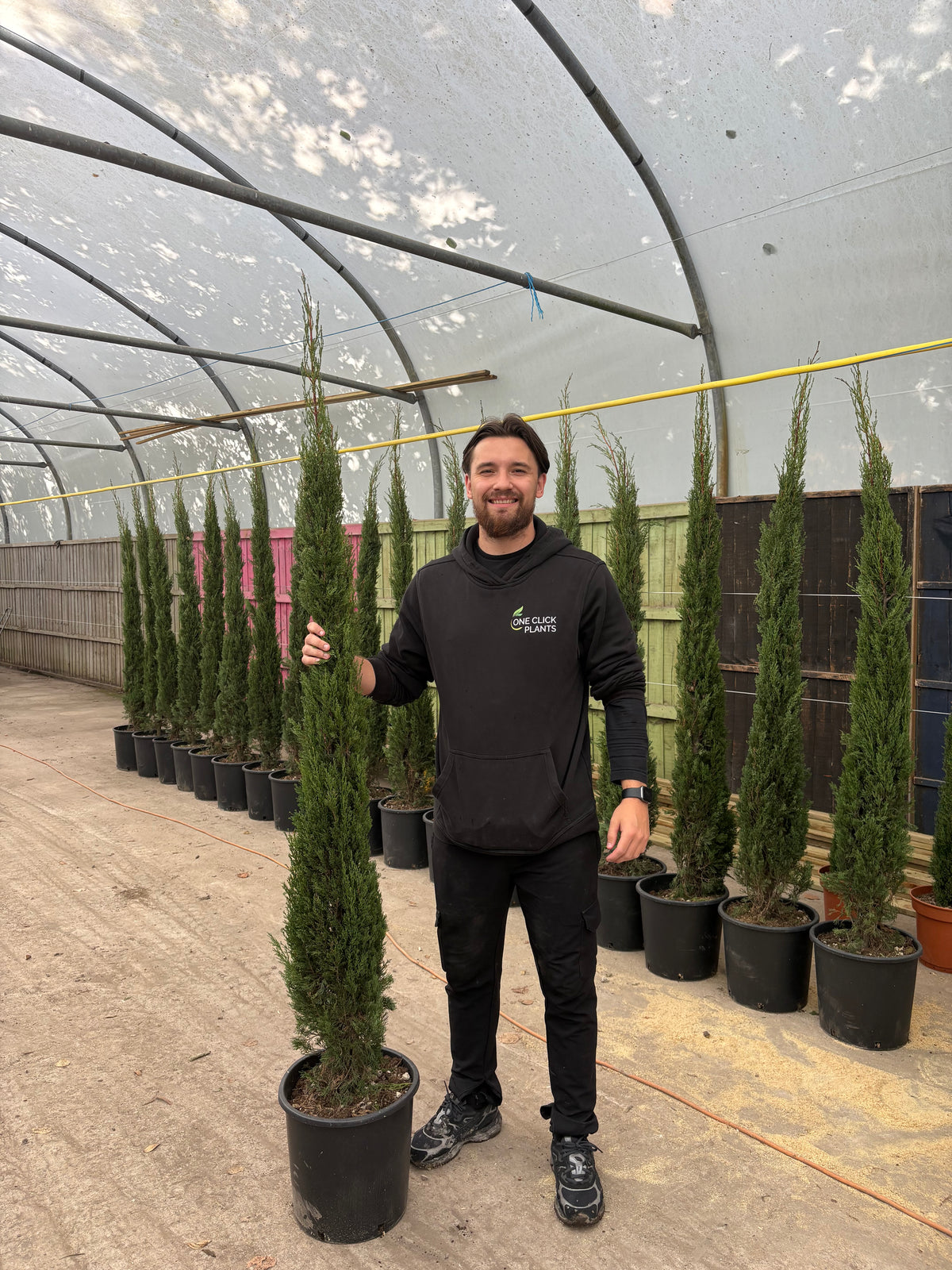 Cupressus sempervivrens Totem (Italian Cypress)