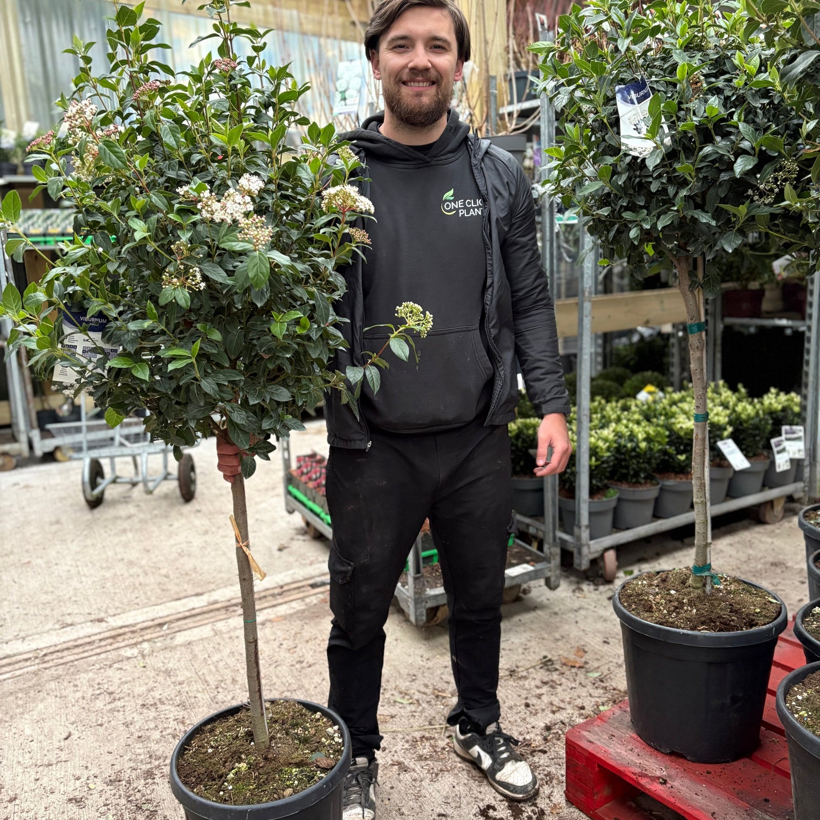 Half Standard Viburnum tinus 'Eve Price'