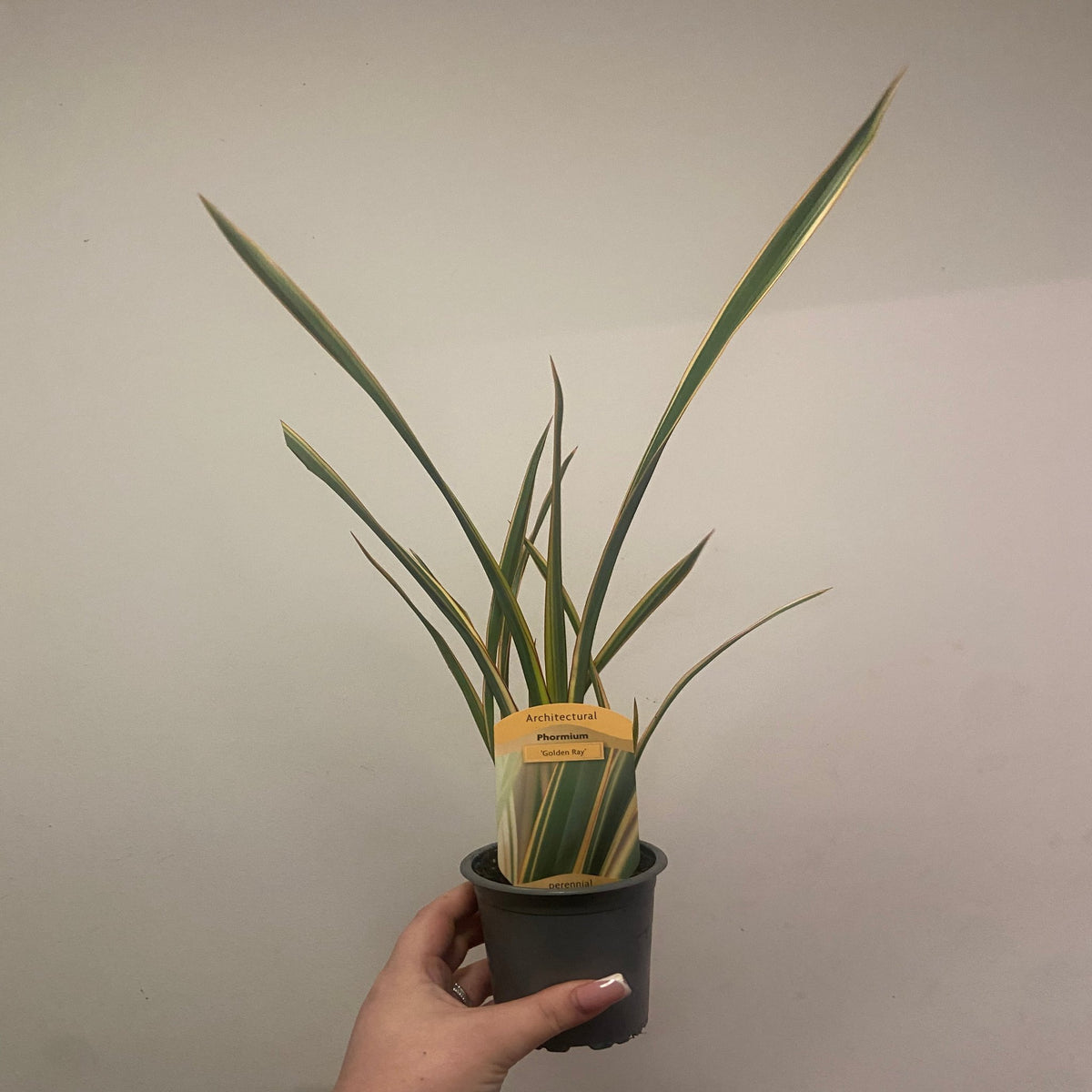 Phormium &#39;Gold Ray&#39; 9cm / 2L