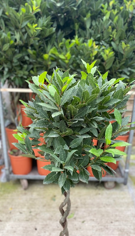 A 5ft Double Spiral Stem Standard Bay Tree (Laurus nobilis, 130-150cm) with dark green, pointed leaves stands in front of similar Bay Trees in orange pots on a concrete surface.