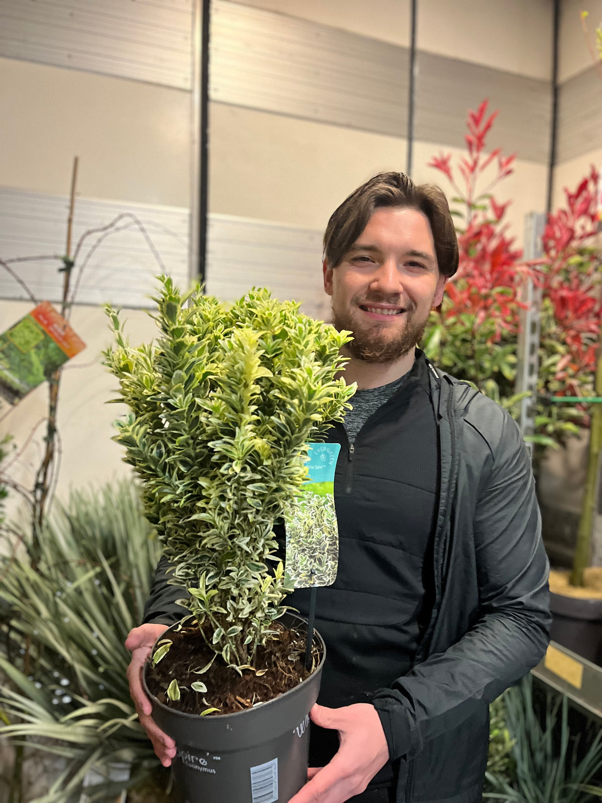 A smiling man with brown hair and a beard holds a Euonymus japonicus &#39;White Spire&#39; (9cm-4L, multibuy offers available) inside a garden center, surrounded by diverse plants and colorful foliage.