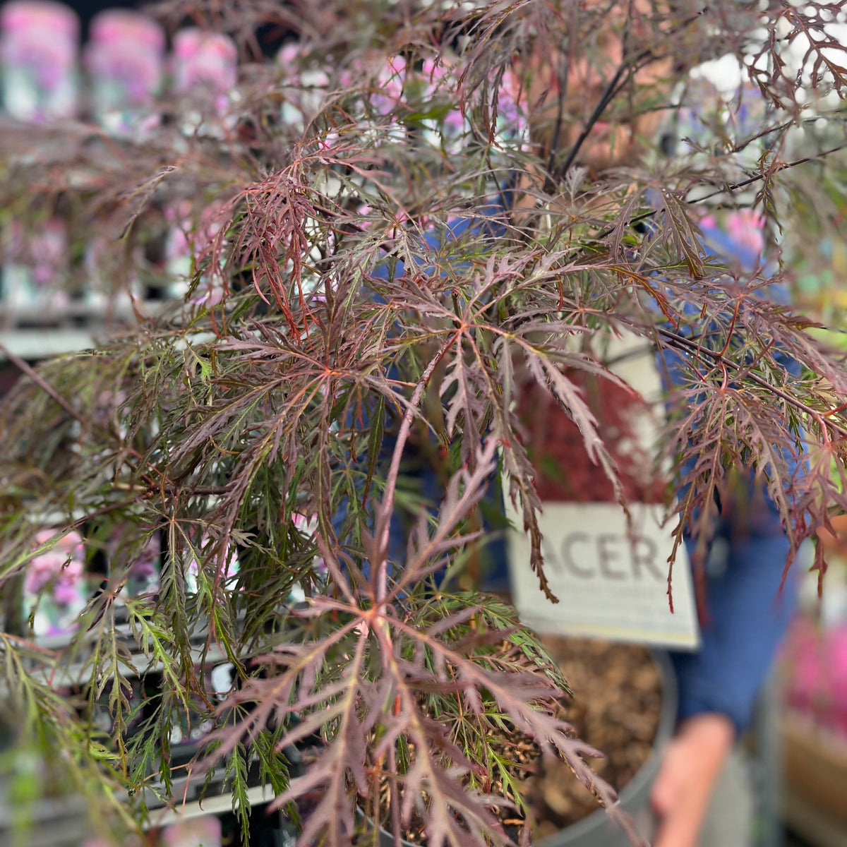 Acer palmatum Garnet 3L-235L