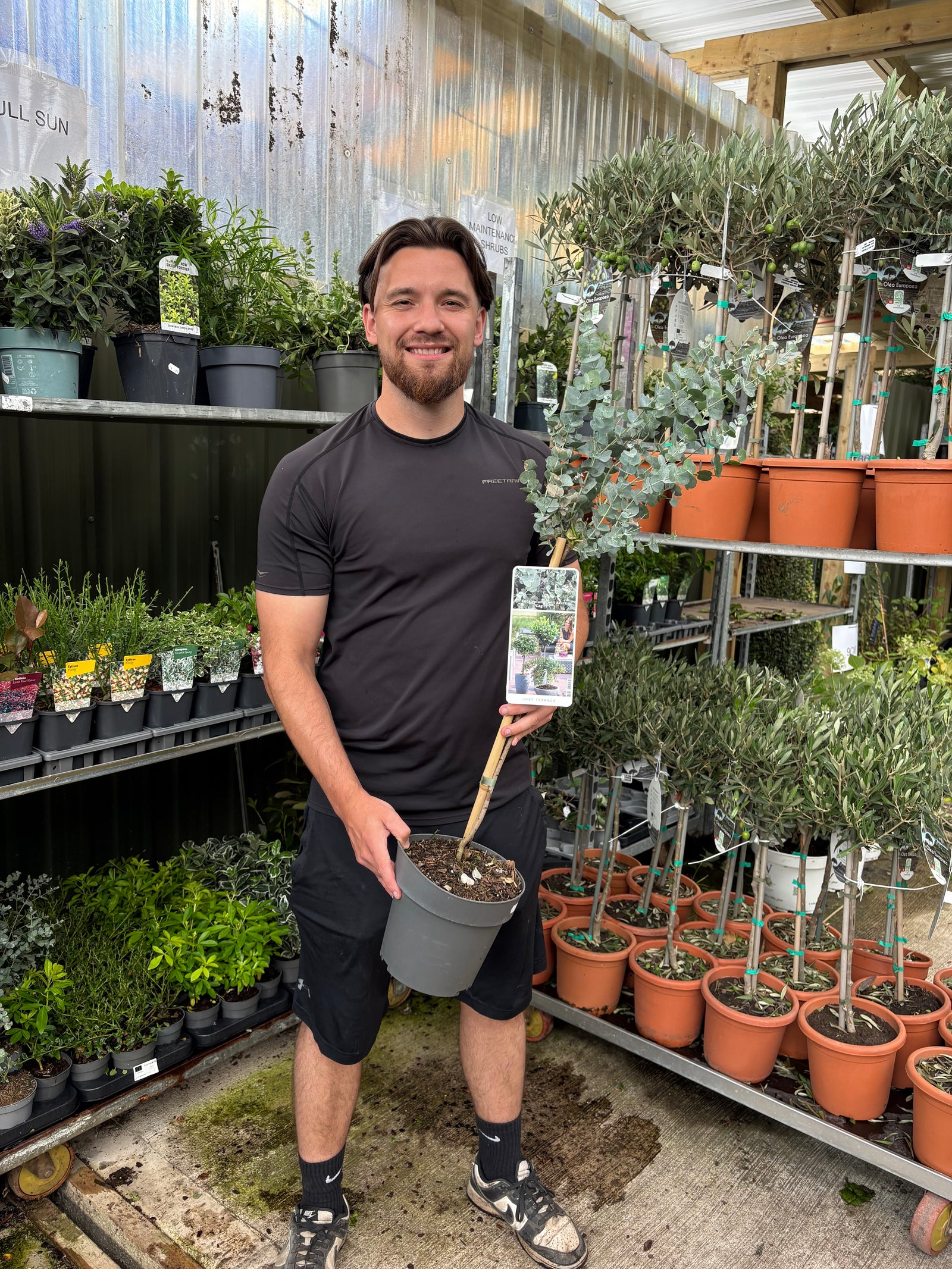 Standard Eucalyptus gunnii 90-100cm