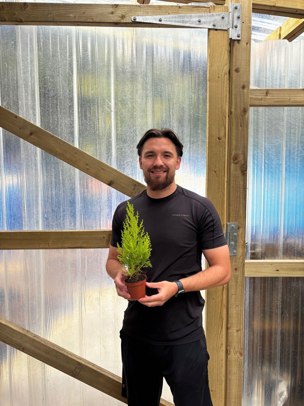 Goldcrest Conifer 'Wilma' (4 sizes available)