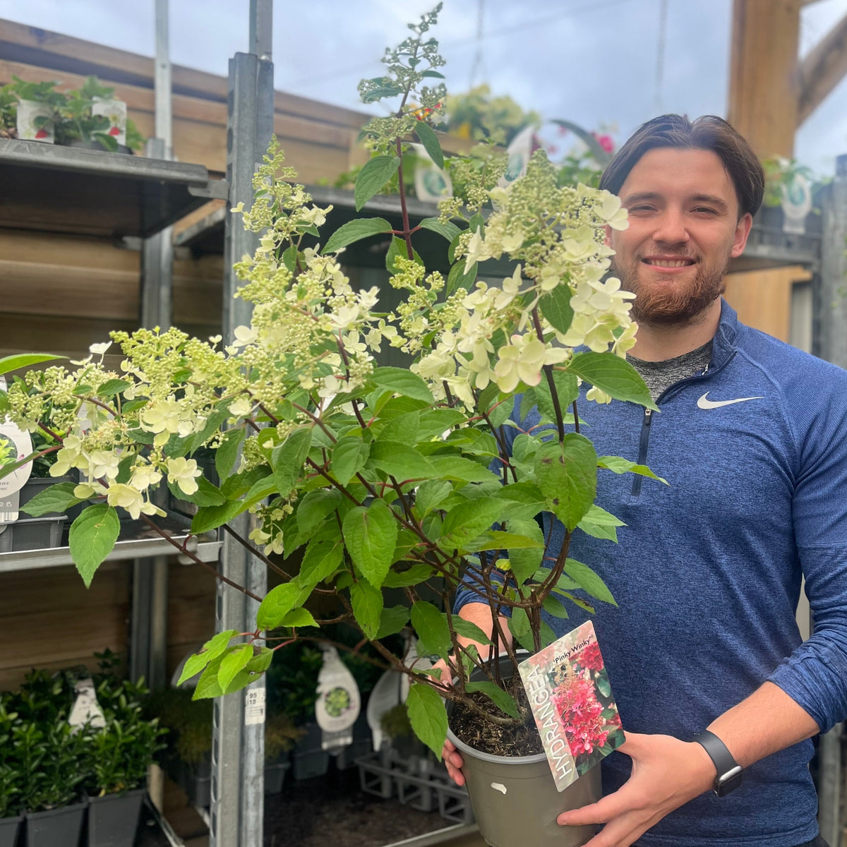 A smiling man in a blue zip-up pullover holds a Hydrangea paniculata &#39;Pinky Winky&#39; 3L / 10L, its pink and white star-like blooms standing out amid a garden center filled with shelves of various plants.
