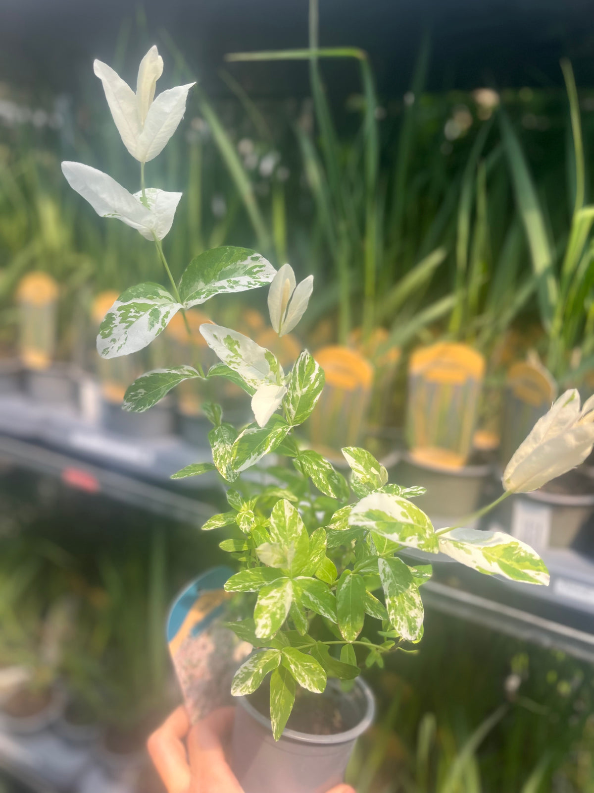 Salix integra &#39;Flamingo&#39; Shrub 9cm / 1L / 1.5L