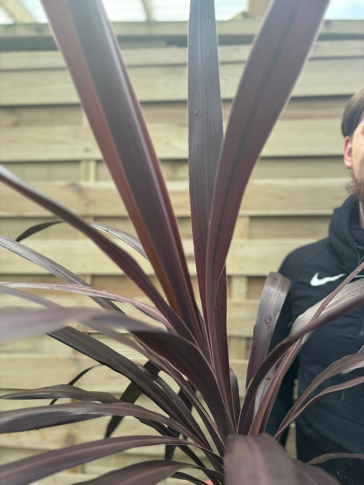 Cordyline &#39;Superstar&#39; 5L 80-90cm