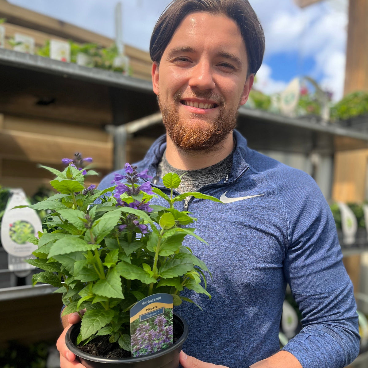 A smiling man with brown hair and a beard, wearing a blue athletic top, holds a Nepeta Neptune 2L with lavender-blue flowers at a garden center, with shelves of other plants visible in the background.