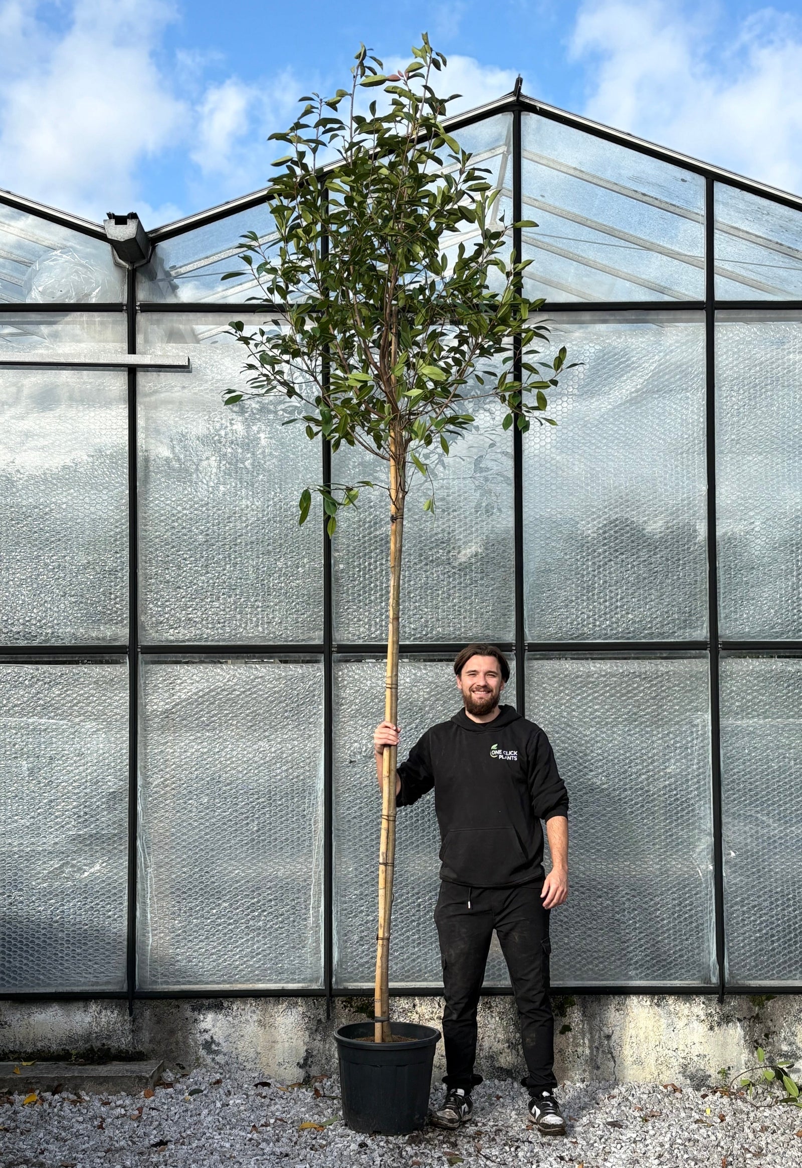 Standard Photinia Red Robin Tree 1.8m Stem, 30L Pot