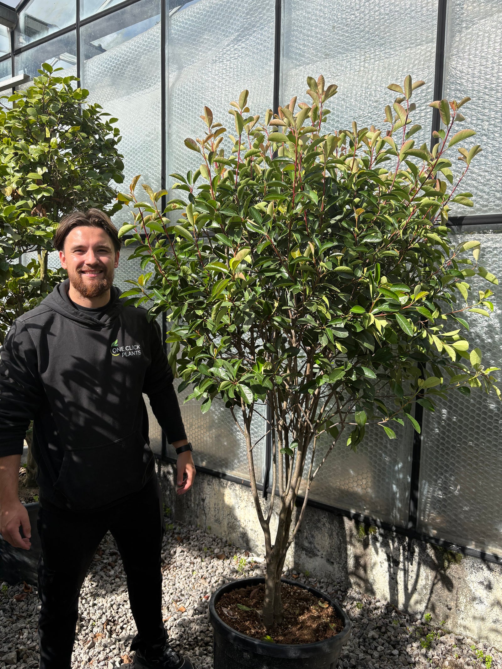 Multistem Photinia Red Robin 35L 1.8m (Stem: 0.9m Head: 0.9m)