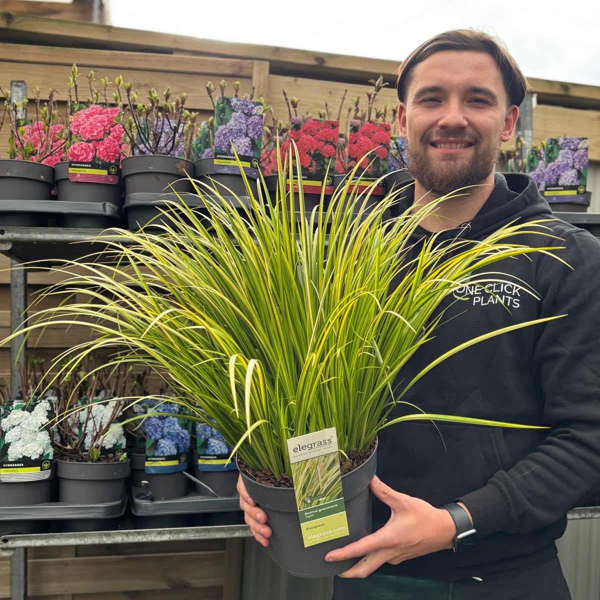 Acorus gramineus &#39;Ogon&#39; 3L