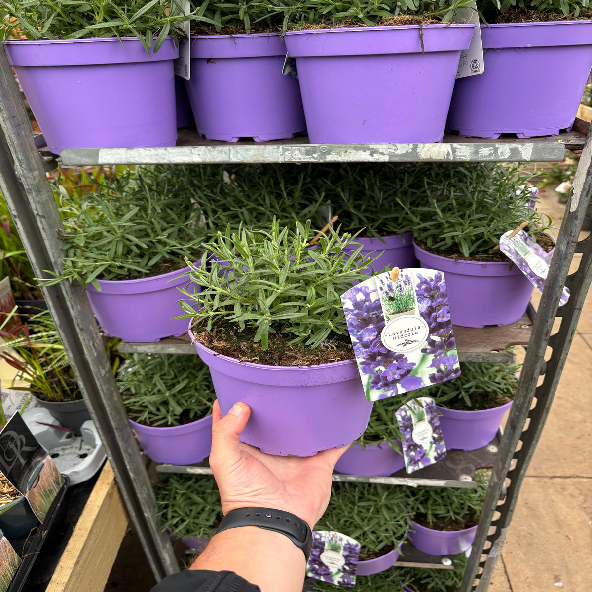 A hand holds a Lavender angustifolia &#39;Hidcote&#39; (9cm/2L) plant, thriving in well-drained soil.