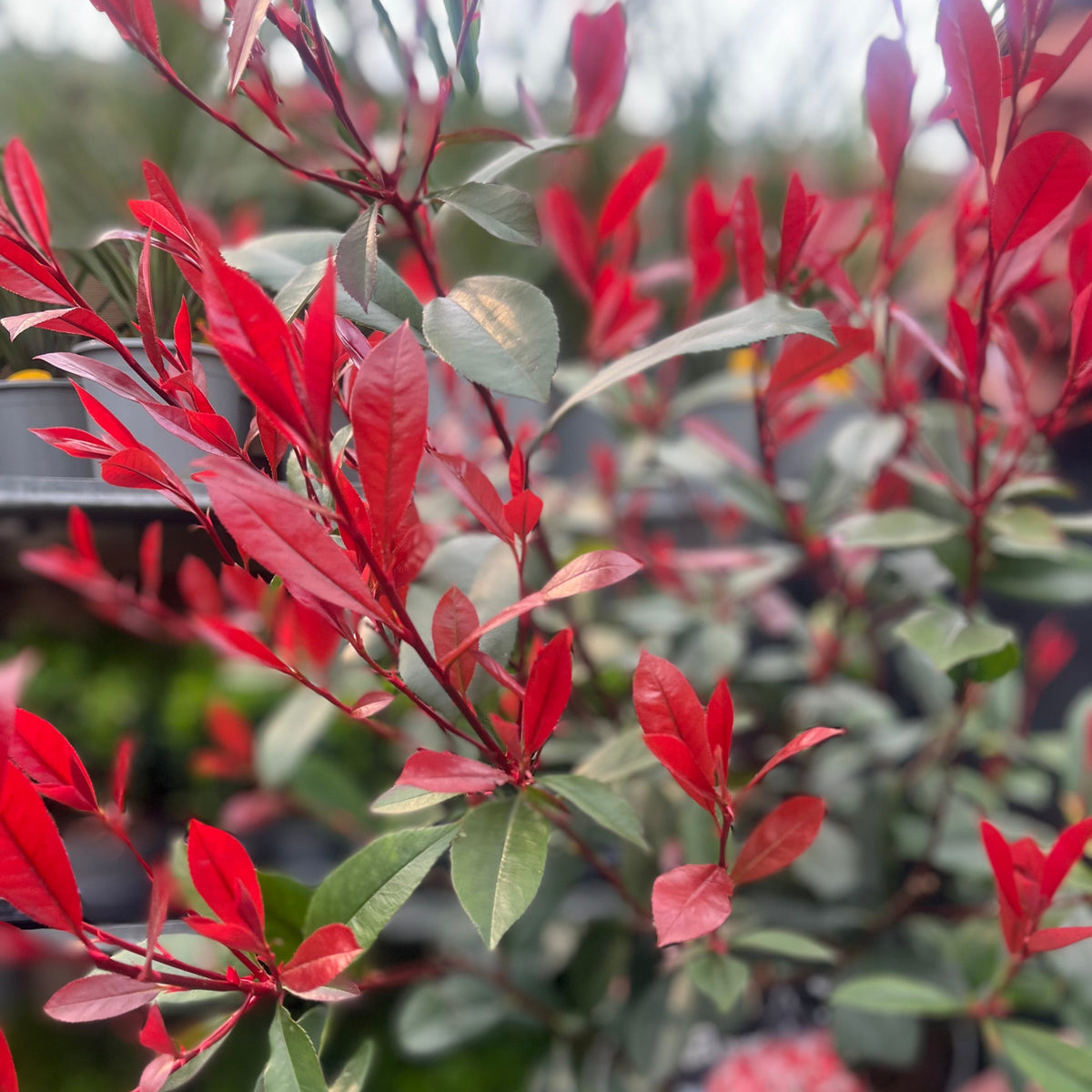 Photinia &#39;Carre Rouge&#39; 80-90cm (5L)