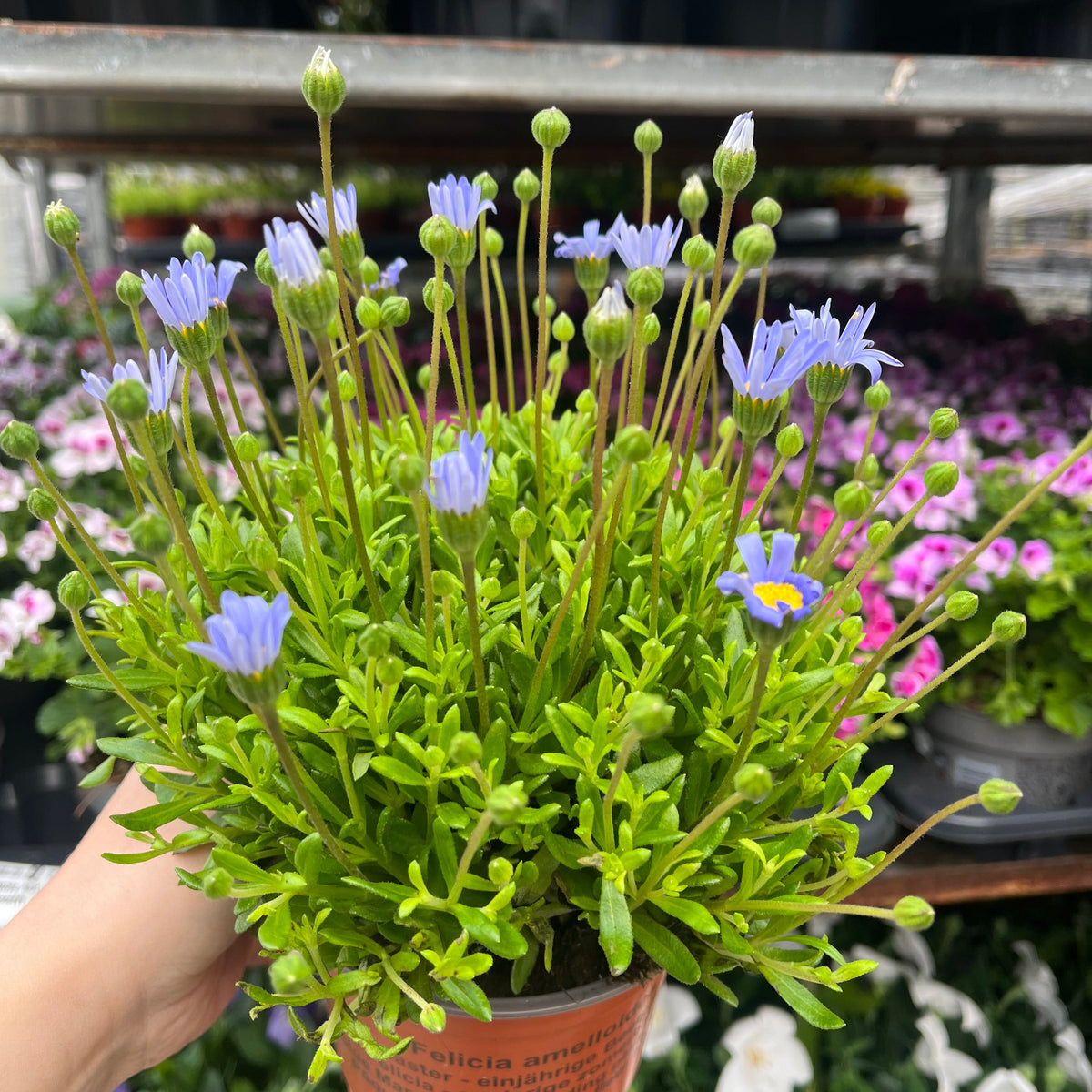 Felicia amelloides 1.5L