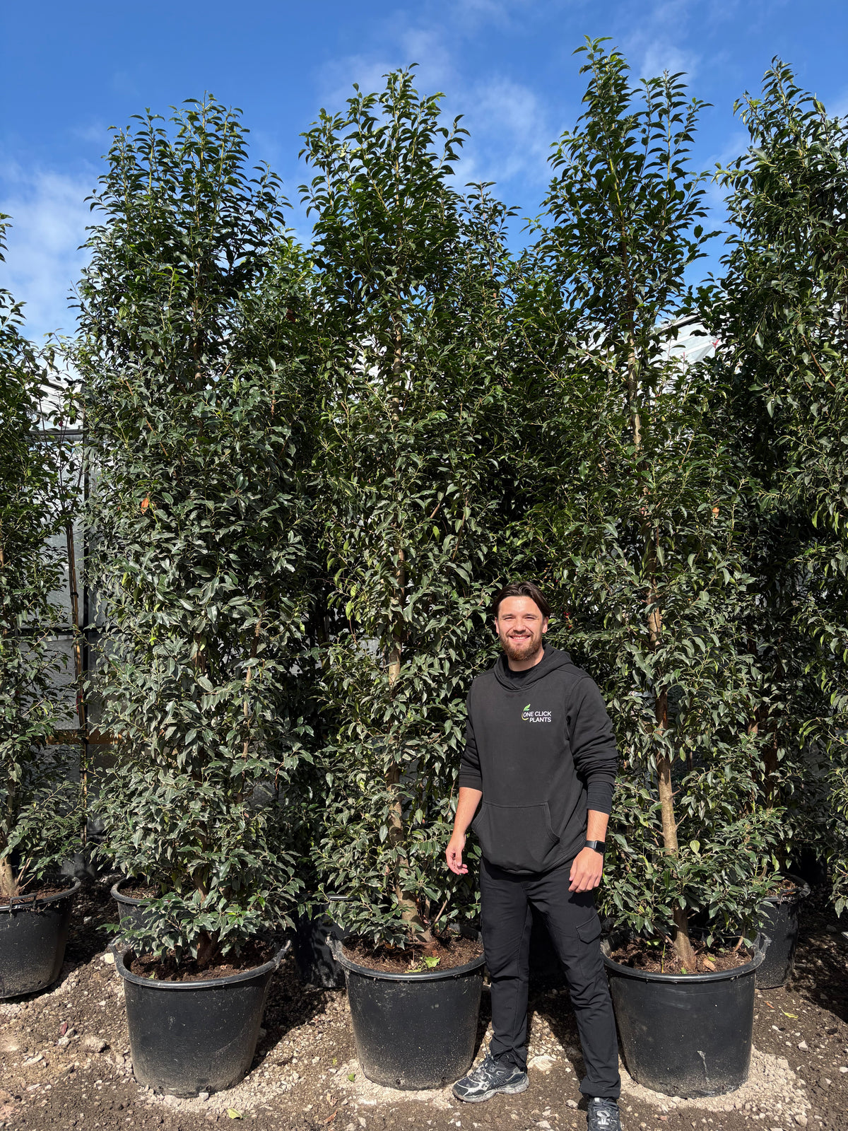 10-12ft Portuguese Laurel | Prunus lauroceras 'Angustifolia' 30L 300-360cm