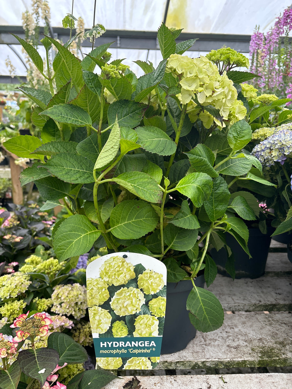 A Hydrangea macrophylla &#39;Caipirinha&#39; 5L with pale green mophead blooms sits on a wooden surface in a garden center, a tag showing the flowers attached to its pot, with other blooms visible in the background.