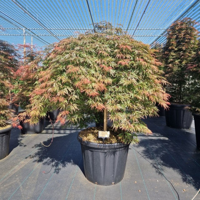 An Acer palmatum &#39;Orangeola&#39; (65L / 80L / 130L) with feathery green leaves touched with red stands under a mesh canopy in a nursery, surrounded by similar potted trees on a paved surface.