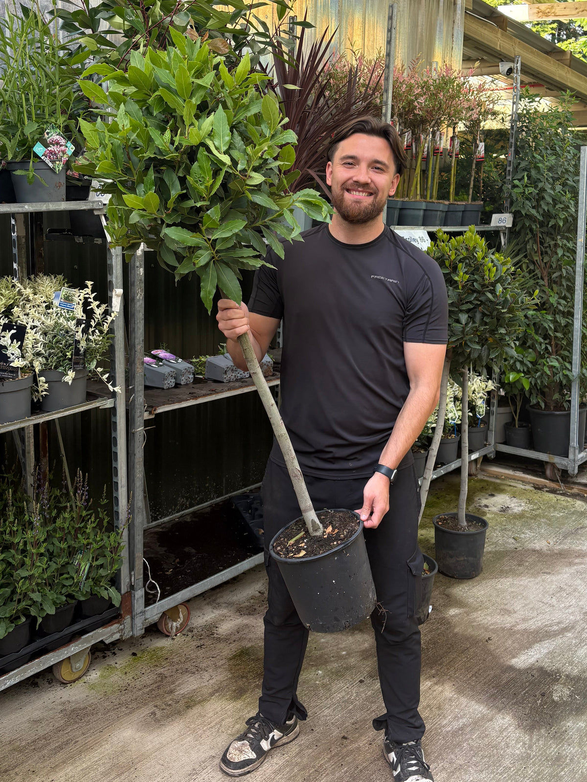 1/4 Standard Bay Tree (Laurus Nobilis) 7L 130-140cm (Stem: 70cm, Head: 40cm)