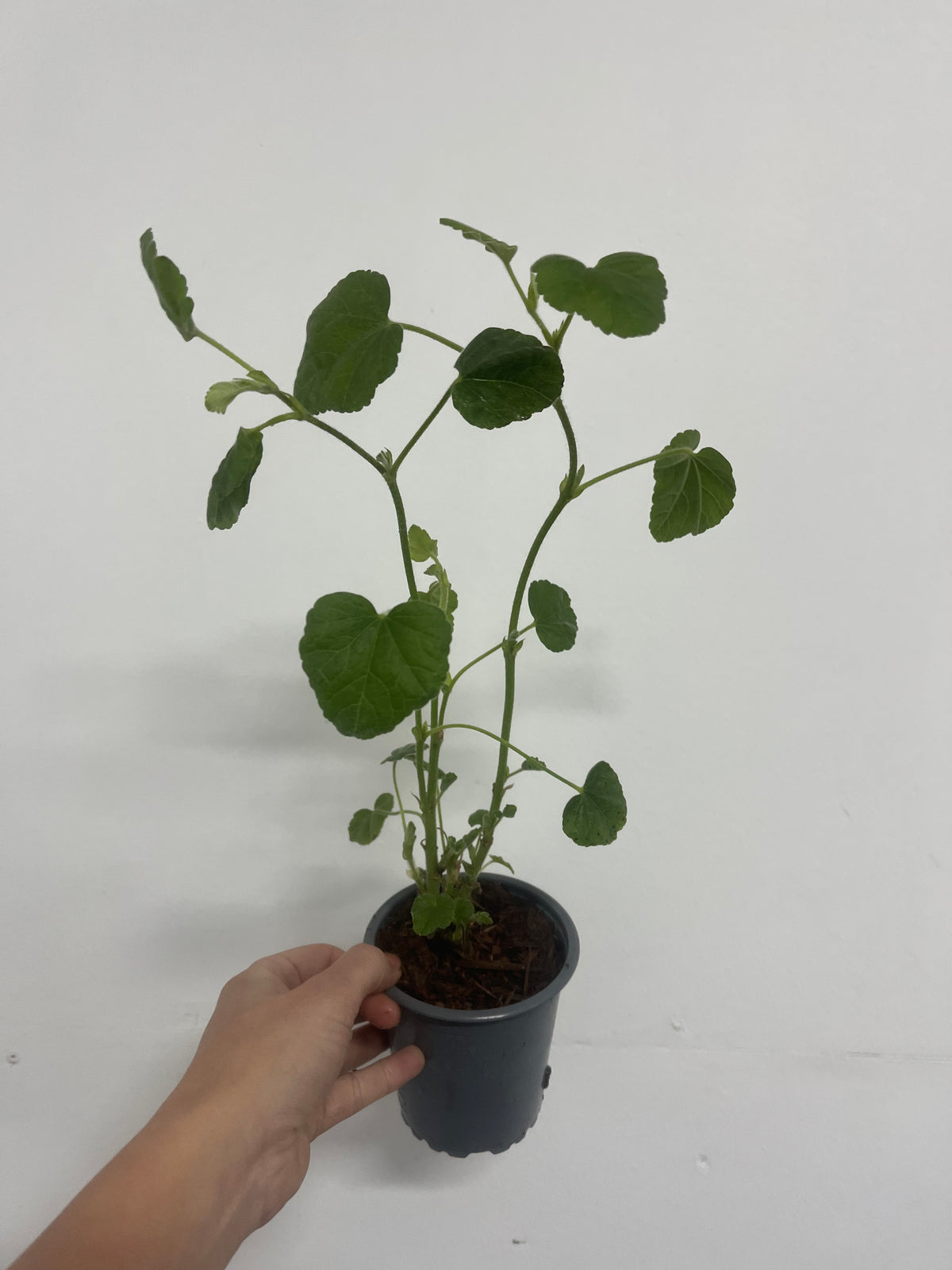 A hand holds a Lavatera &#39;Barnsley Baby&#39; plant in a 9cm pot, showing its compact form with slender stems and round green leaves, set against a plain white background.