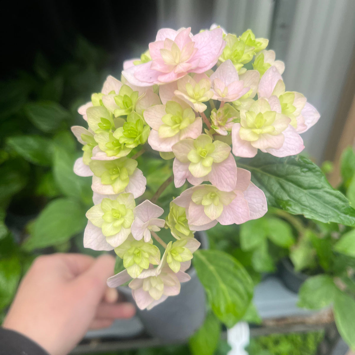 A hand holds Hydrangea &#39;Together&#39; 9cm, showcasing its delicate pale pink and light green mophead blooms against lush green leaves and potted plants—a striking addition to any garden.