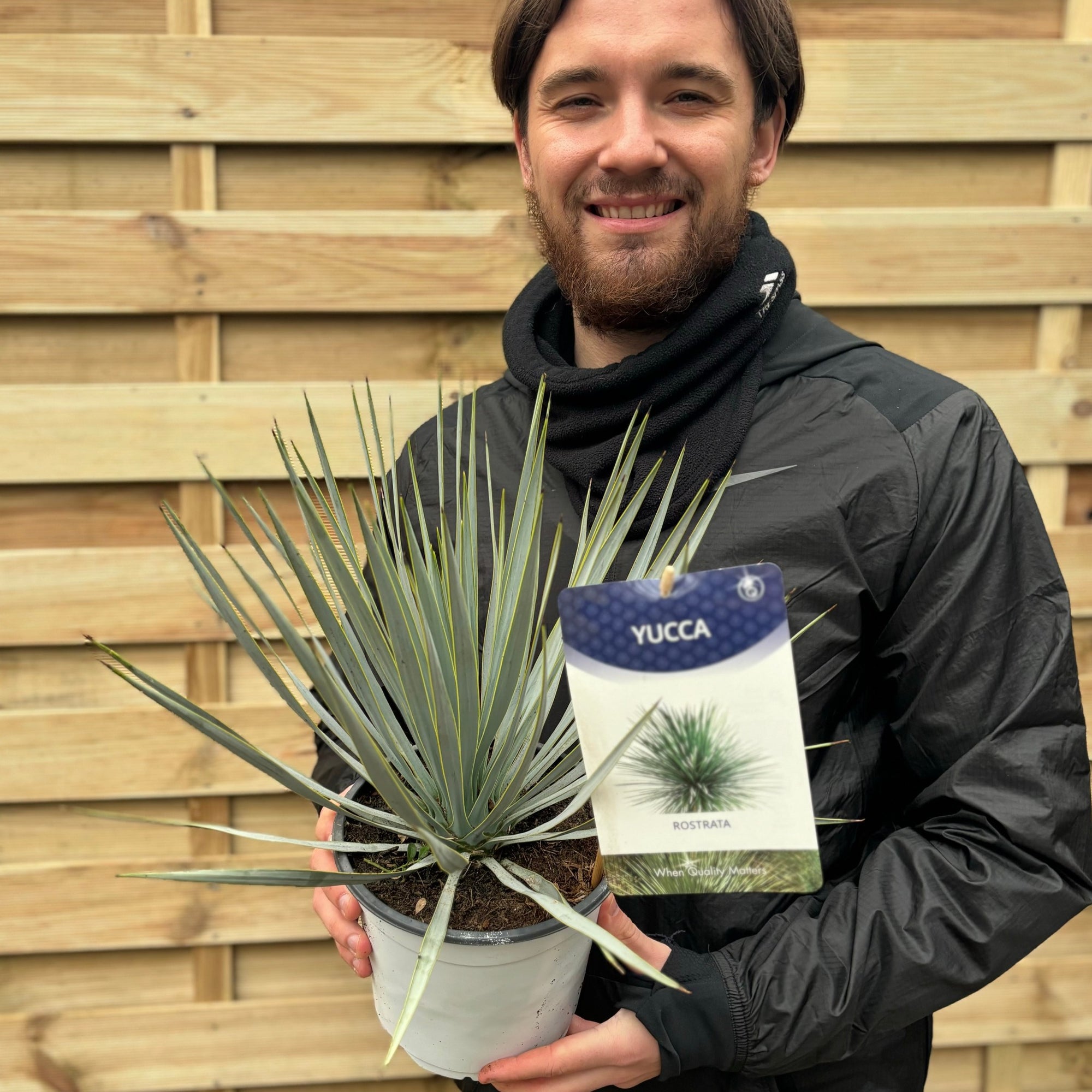 Yucca rostrata 'Blue Swan' 40-50cm 2L