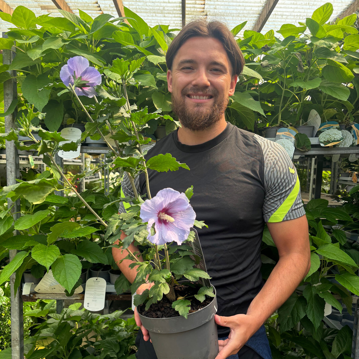 A smiling man with brown hair and a beard holds a Hibiscus syriacus &#39;Oiseau bleu&#39; 3L, featuring large, light purple flowers perfect for late summer colour. He stands in a greenhouse among lush plants and metal shelves.