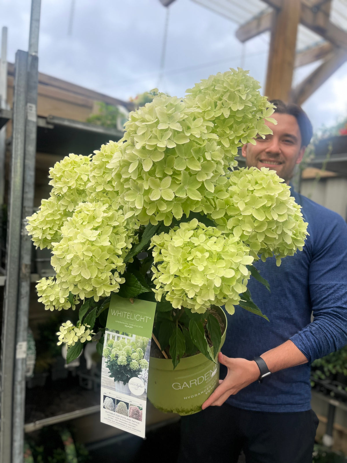 A person in a blue shirt smiles while holding a large potted Hydrangea paniculata &#39;White Light&#39; (2L/5L/7.5L) with pale green blossoms; a WHITELIGHT tag hangs from the plant and nursery shelves appear in the background.