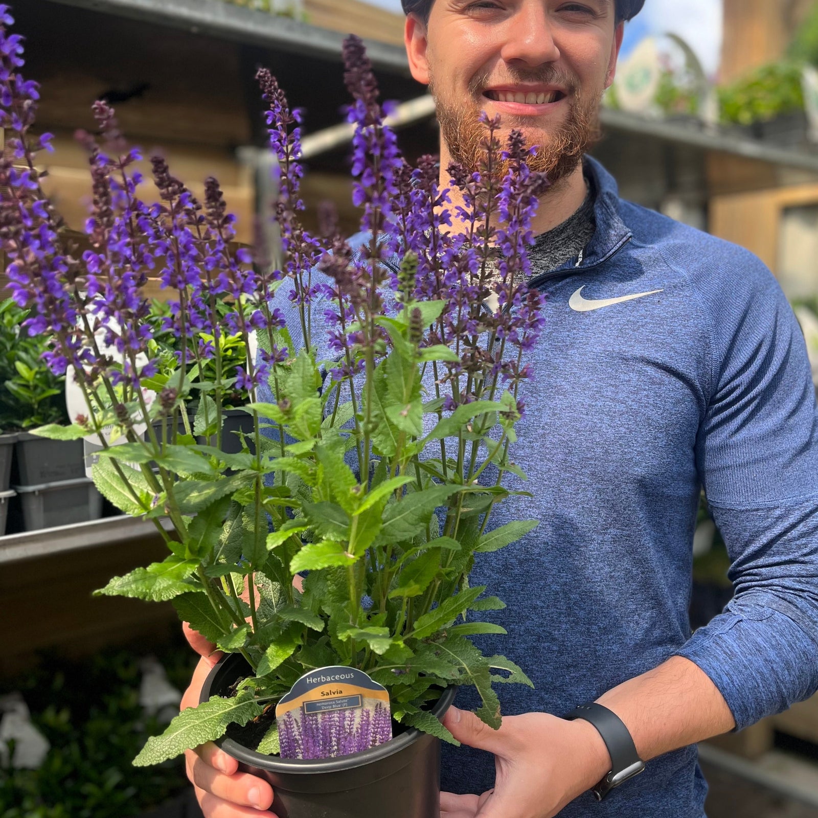 A person in a blue shirt smiles while holding a Salvia nemorosa Salute Deep Blue 2L, showcasing its tall purple flowers and lush green leaves in a sunlit garden center.