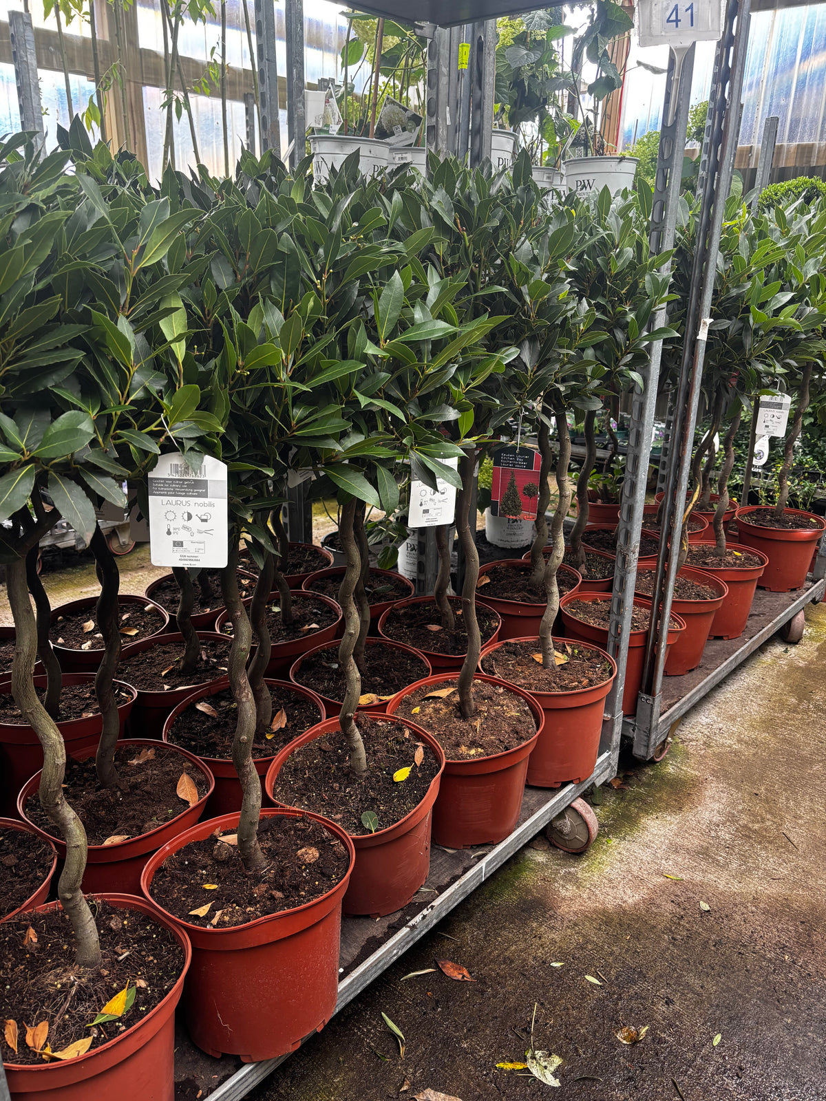 Twisted Thick Stem Standard Bay Tree (Laurus nobilis) 110-120cm inc. 10L Growers Pot