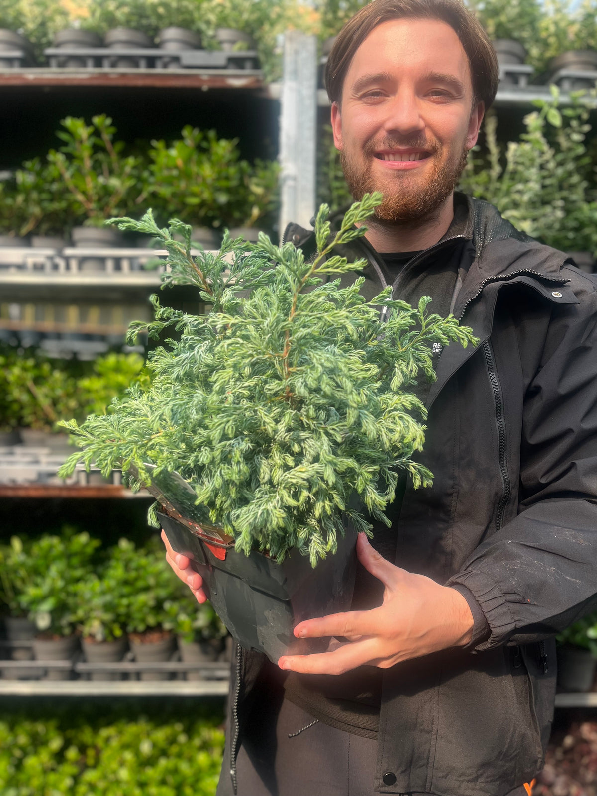 Chamaecyparis pisifera &#39;Boulevard&#39; 2L