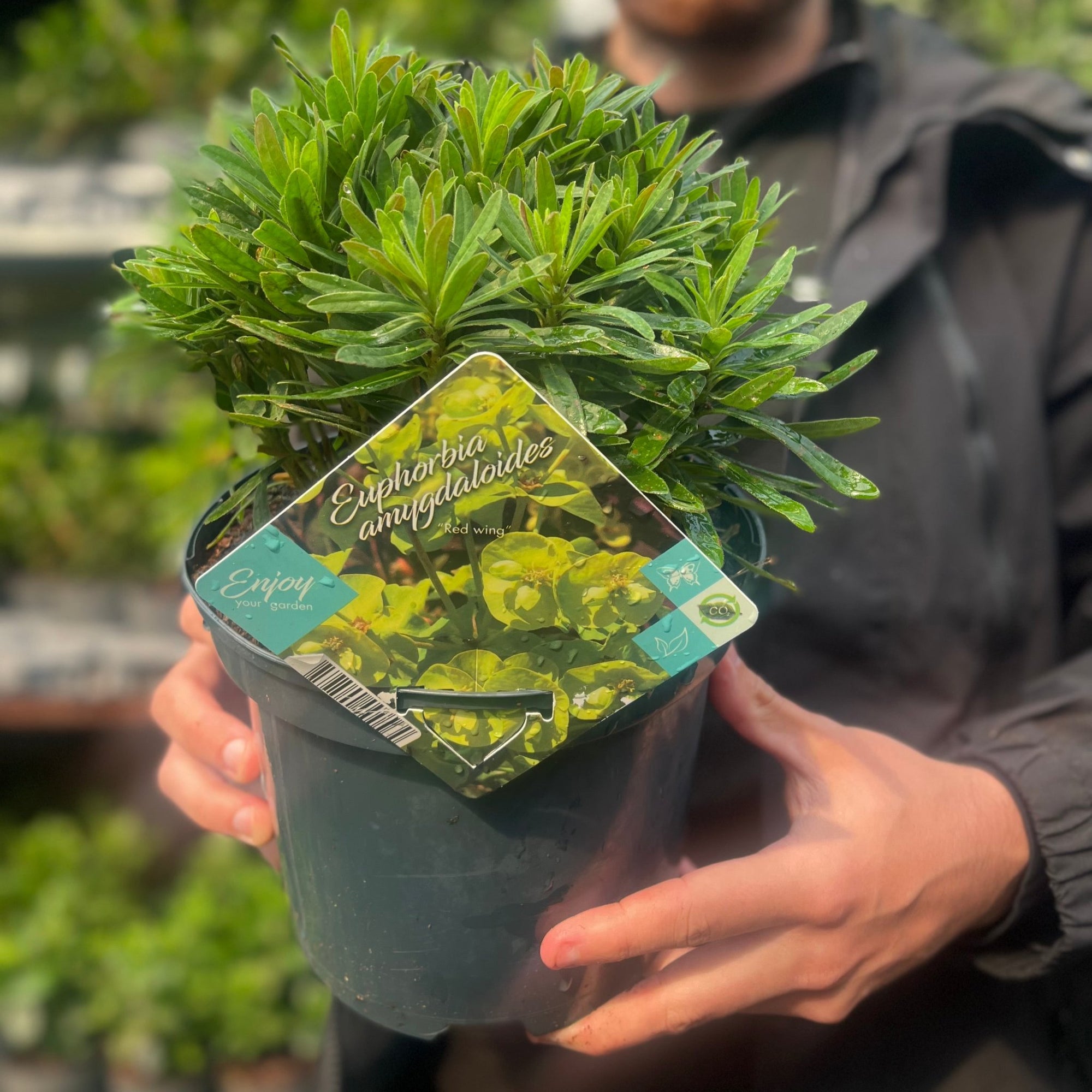 Euphorbia amygdaloides 'Red Wing' 3L