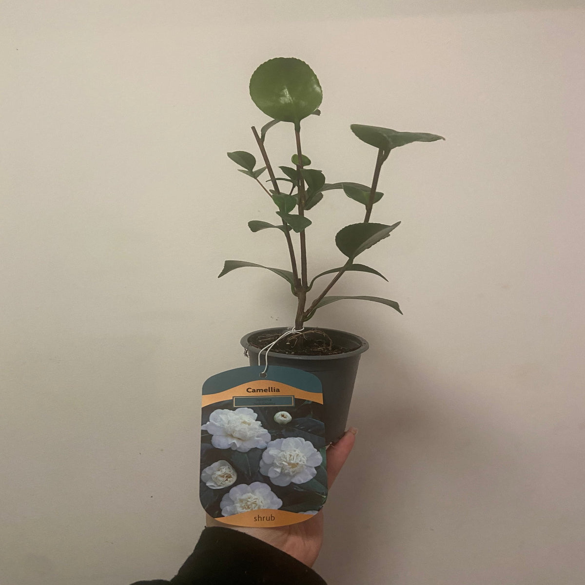 A hand holds a Camellia japonica &#39;Nobilissima&#39; in a 9cm pot (20-30cm tall) with green leaves. The tag shows luxurious white blooms and &quot;shrub,&quot; ideal for ornamental collectors. The background is a plain, light-colored wall.