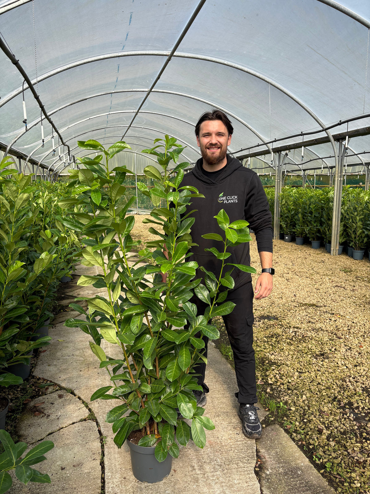 5-6ft Bushy Potted Cherry Laurel Hedge Plants 150-180cm (Multi-Buy Offers Available)