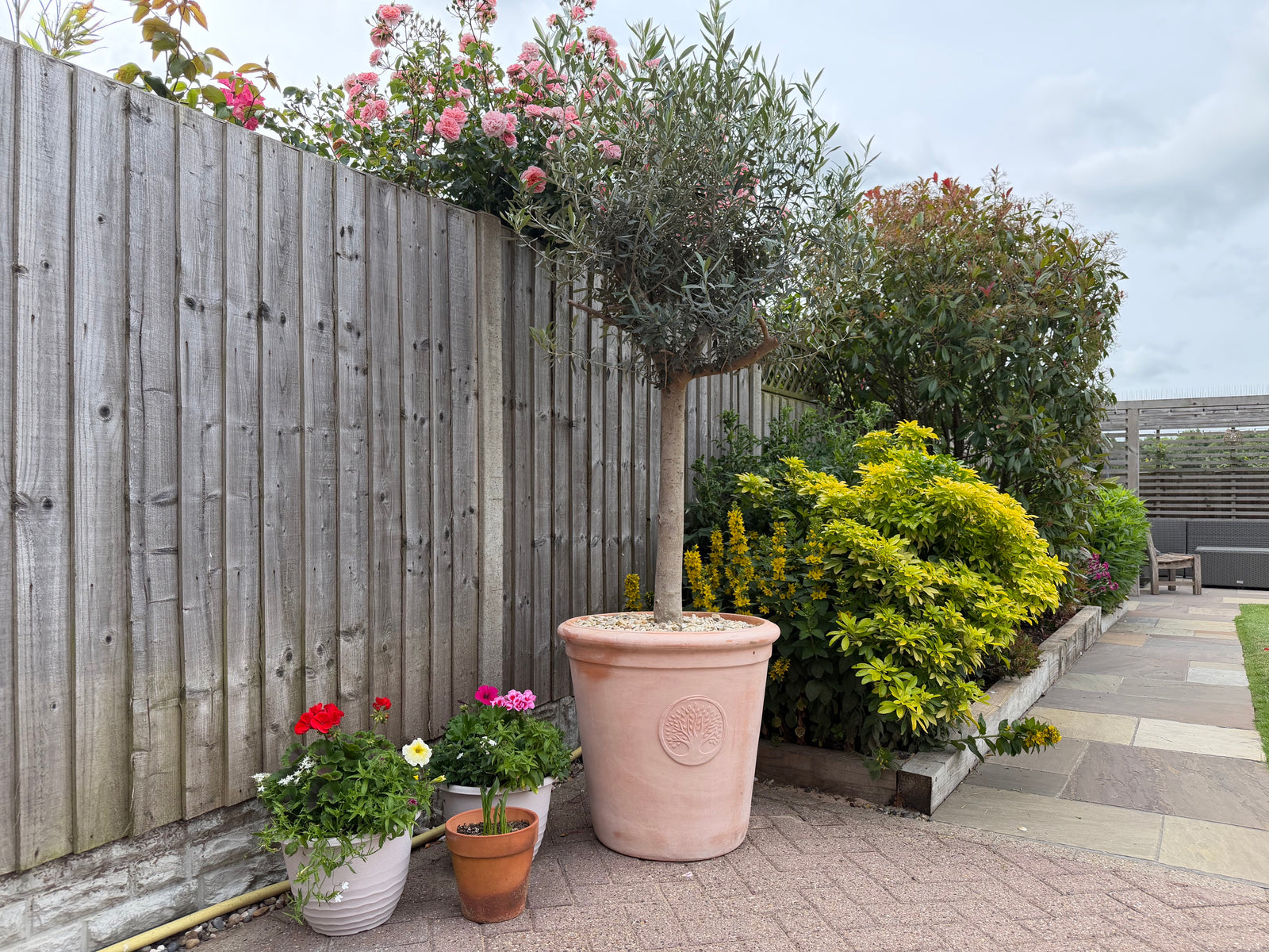 Olive Tree 45L 1.5-1.8m + Teracotta Pot + Soil + Gravel