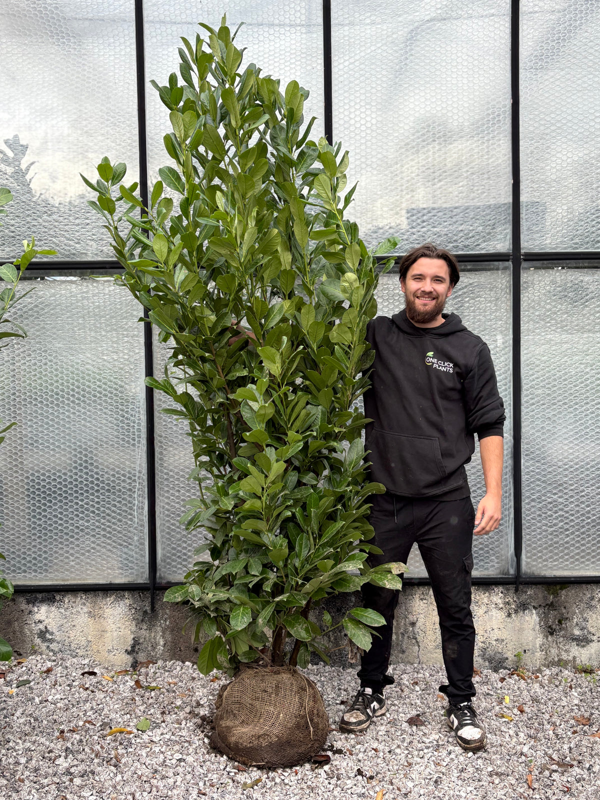 7-8ft Established Bushy ROOTBALL Cherry Laurel Hedge Plants (210-240cm)