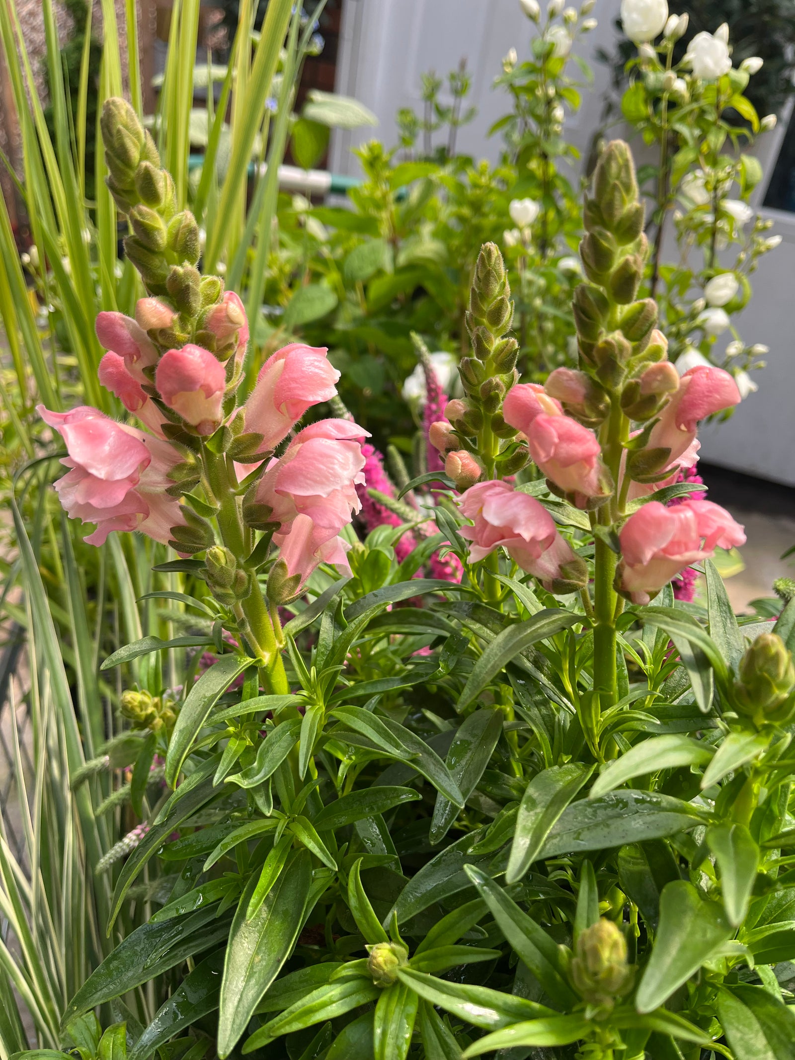Antirrhinum (Snapdragon) Pink 3L