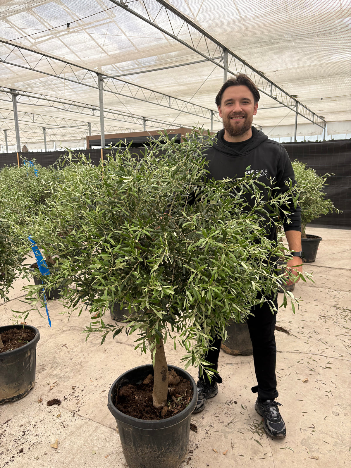 6-12 x Mature Olive Tree 35L (Thick Stem) 1.4-1.5m PALLET DEAL