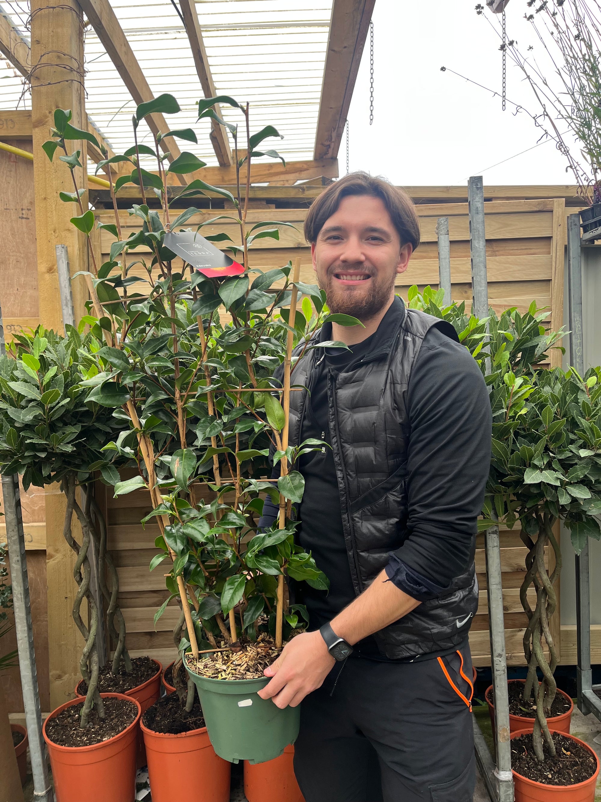 Camellia 'Adeyaka' 3L (100cm)