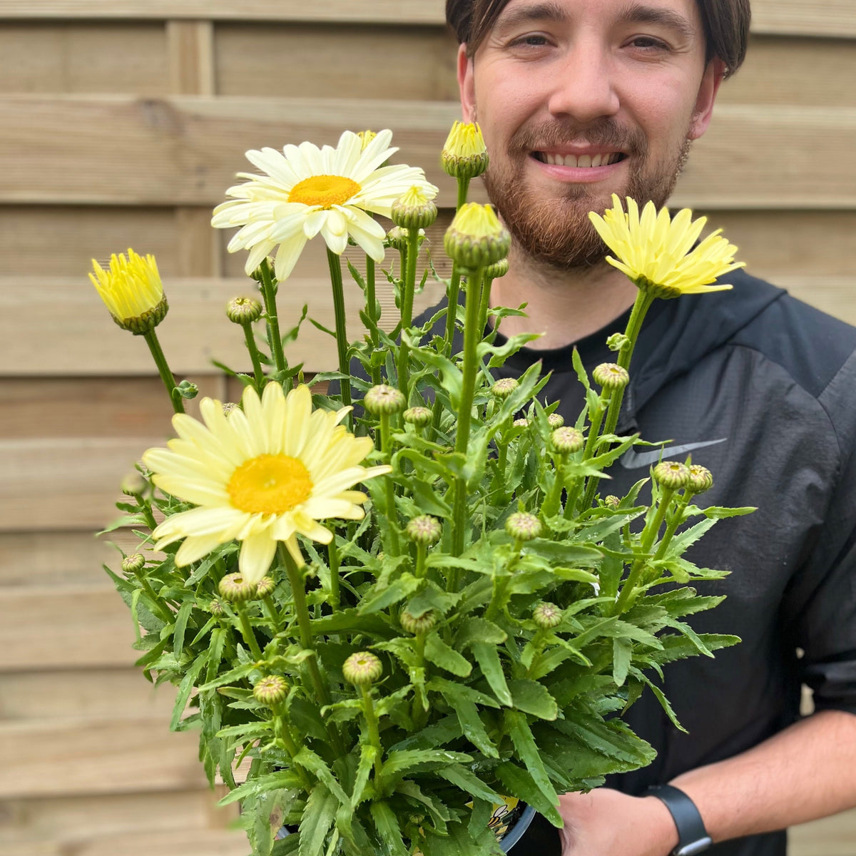 Leucanthemum &#39;Gelb&#39; 3L