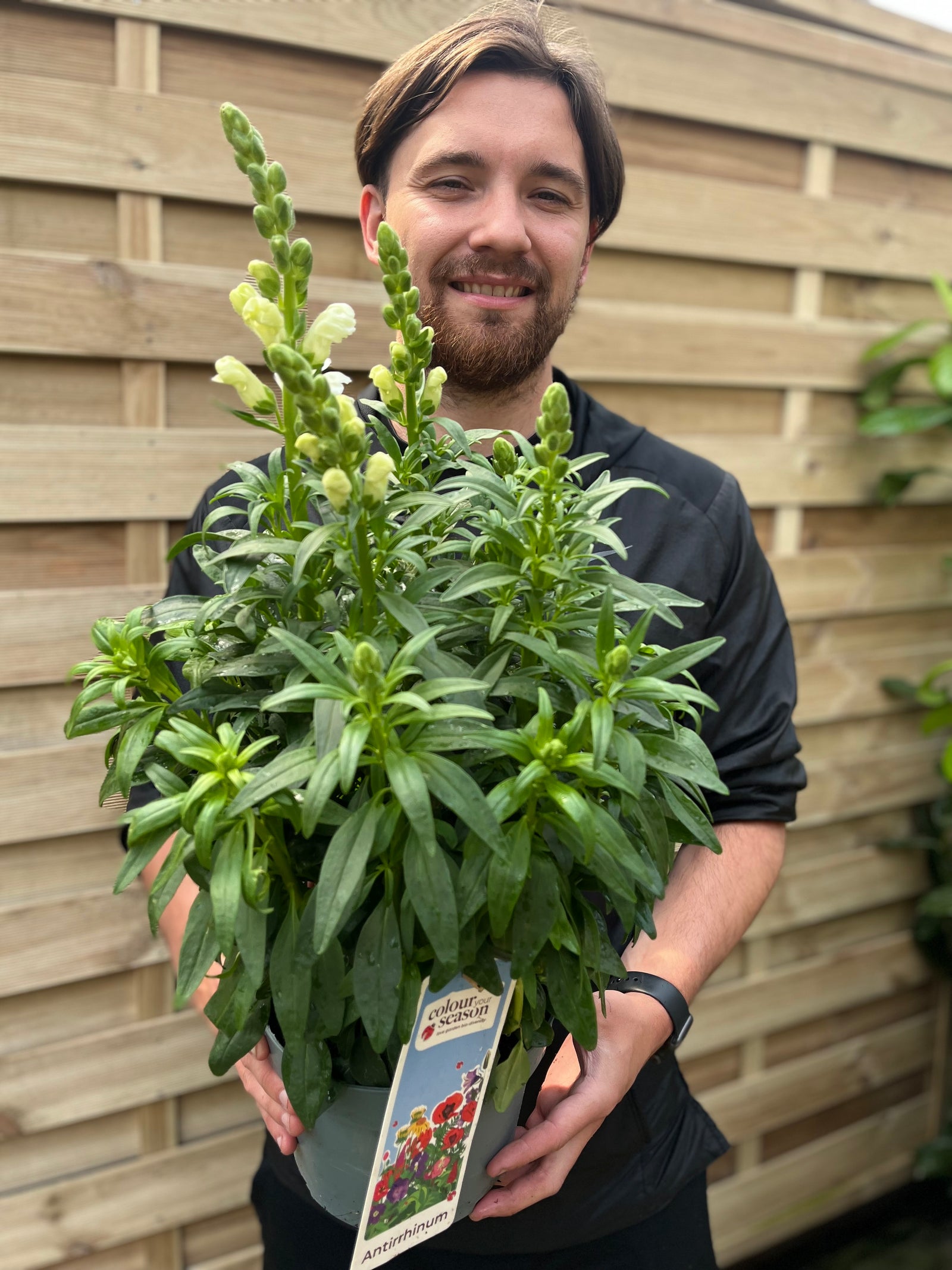 A brown-haired, bearded person smiles while holding a 3L Antirrhinum (Snapdragon) White potted plant, featuring lush green leaves and bright white flowers. A plant tag can be seen, with a wooden fence in the background.