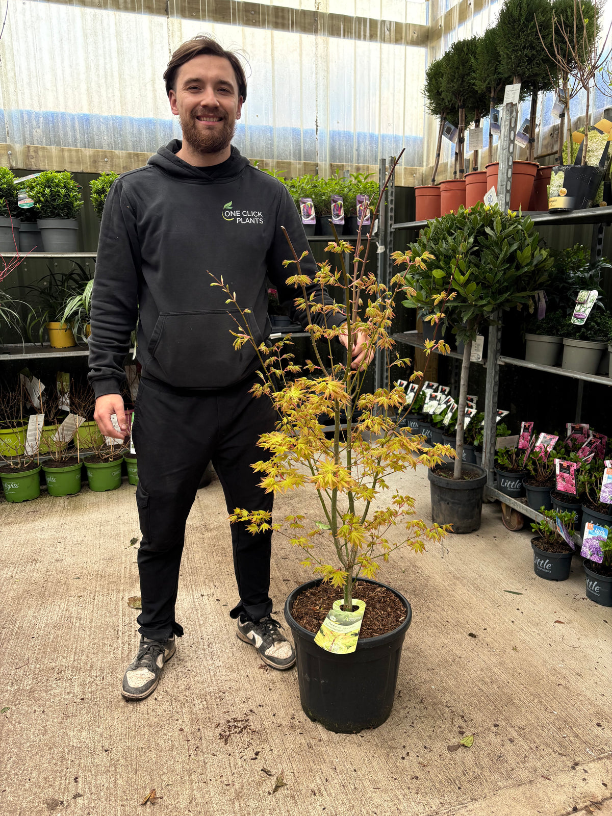 Acer palmatum 'Summer Gold' 20L 140cm