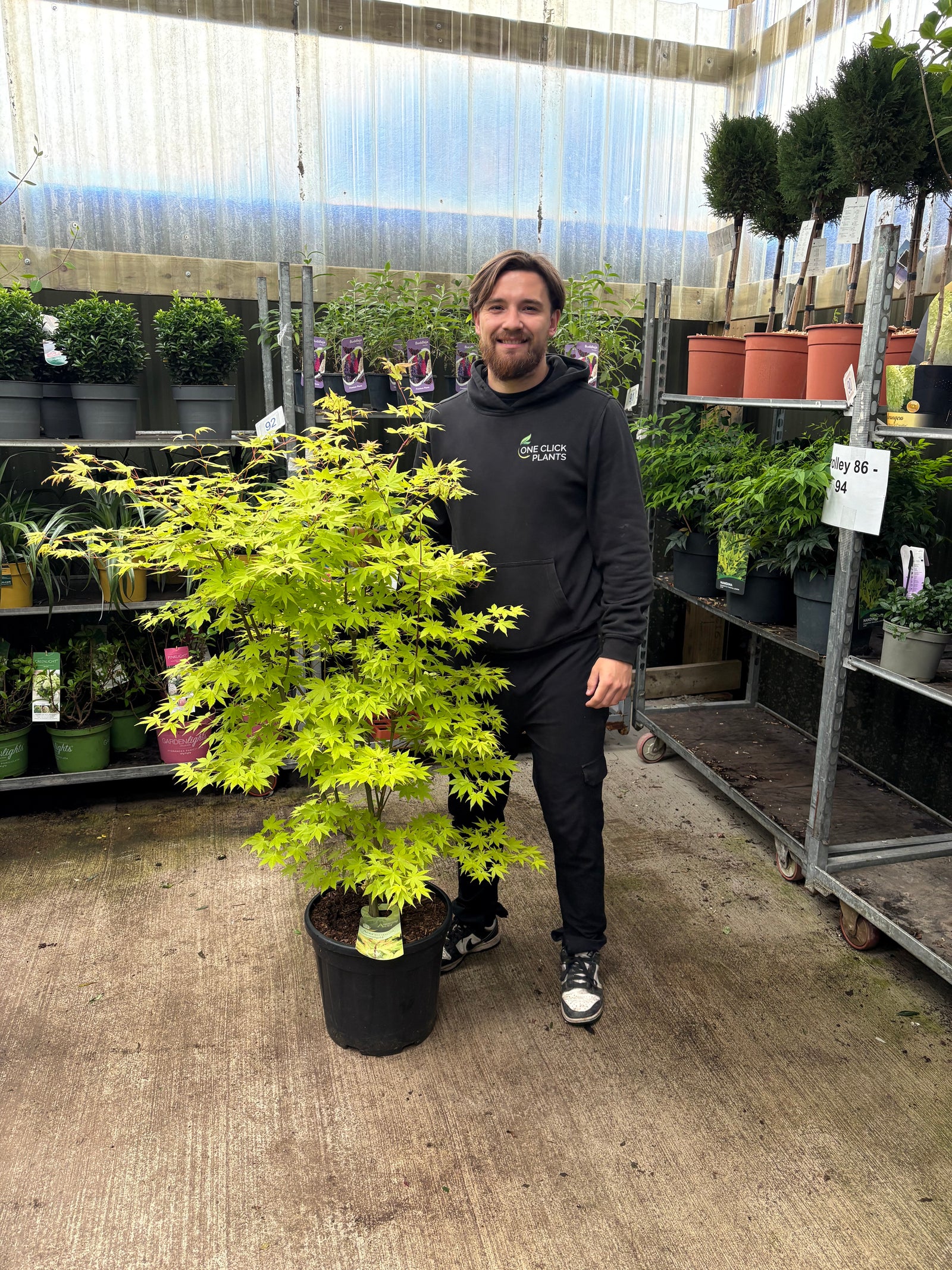 Acer palmatum 'Summer Gold' 20L 140cm