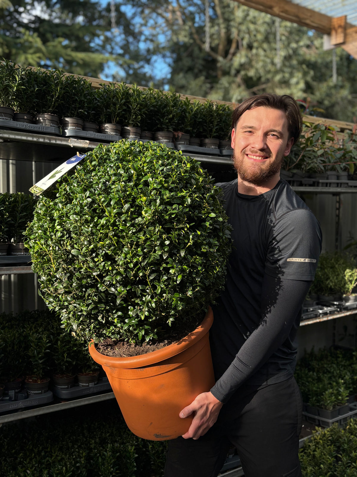 A bearded man smiles as he holds a large Buxus/Topiary Ball (Buxus sempervirens) in a garden center, surrounded by rows of small evergreens on metal shelves, all bathed in sunlight.