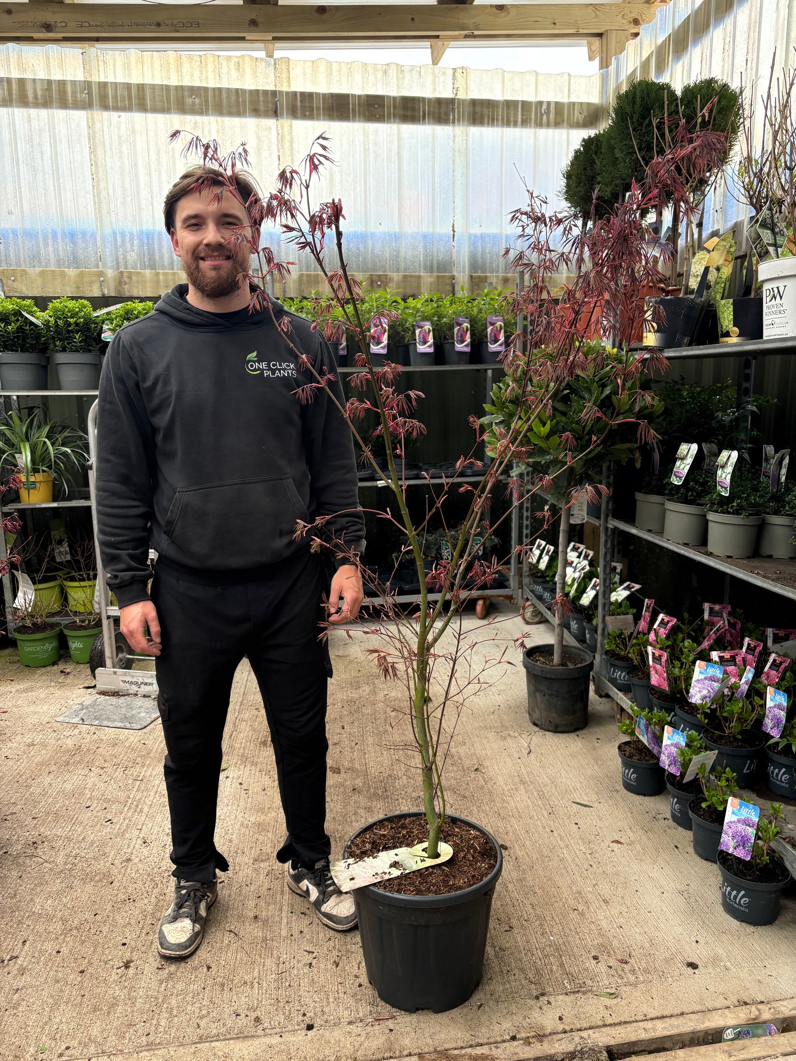 Acer palmatum 'Red Emperor' 20L 140cm