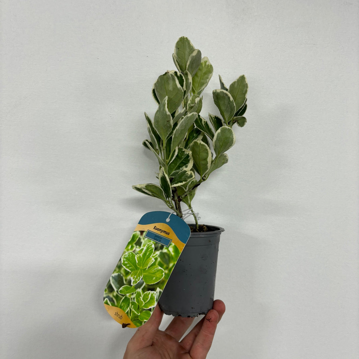 Euonymus japonicus ‘Kathy’ 9cm