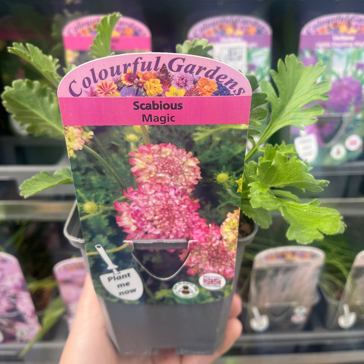 Scabious &#39;Magic&#39; 9cm