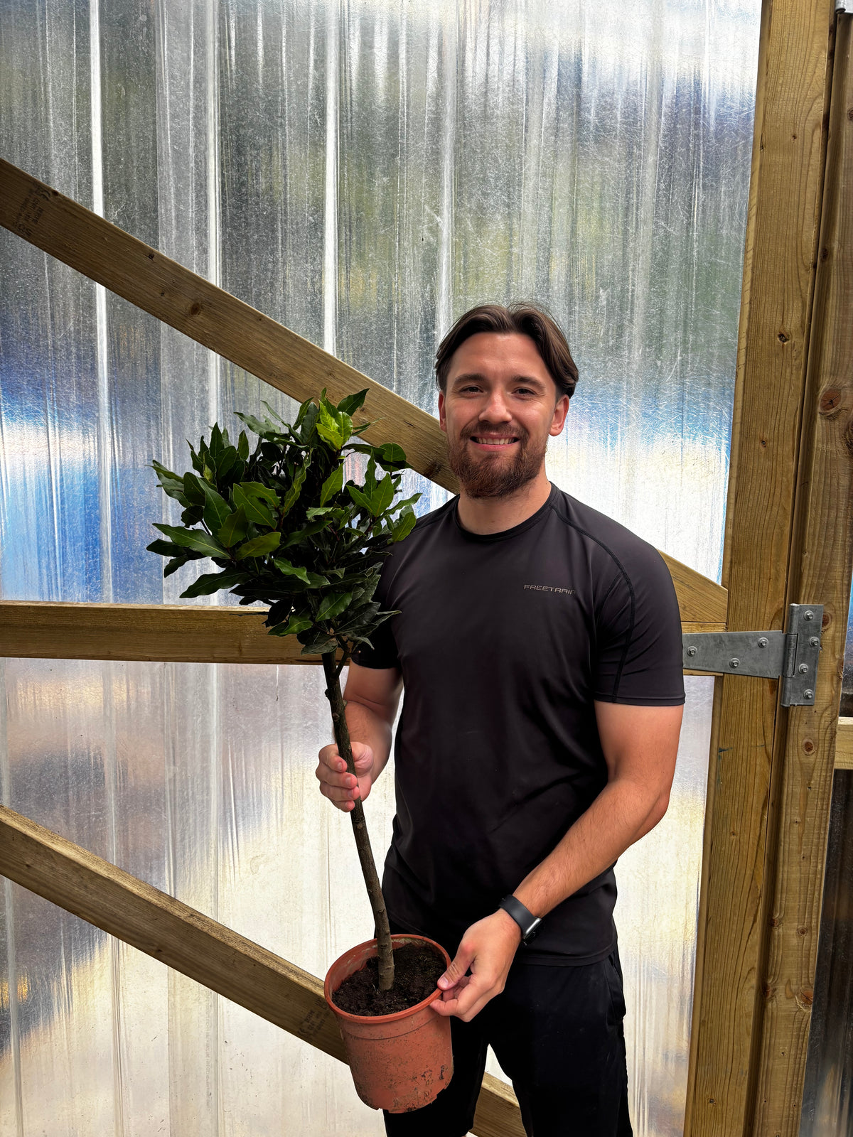 Standard Bay Tree | Laurus nobilis (70-80cm)
